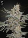 Air Lemon (SLH x RS11) Feminized Seeds-GH-SLHRS11-FEM