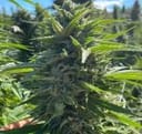 Wedding Cake Auto Feminized Seeds-ATL-WC-AUTO-FEM