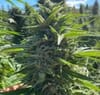 Wedding Cake Auto Feminisiert Saatgut-ATL-WC-AUTO-FEM