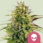 Alien OG Feminised Seeds | Order seeds online from Seedsman | Seedsman  since 2002