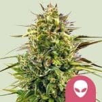 Alien OG Feminizada Semillas-RQS-AOG-FEM