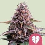 Pink Mist Feminized Seeds-RQS-PMIST-FEM