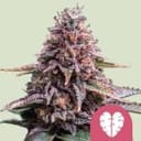 Pink Mist Feminized Seeds-RQS-PMIST-FEM