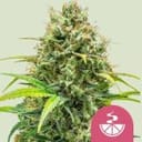 Lemon Skunk Feminized Seeds-RQS-LEMSK-FEM