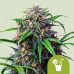 Purple Lemonade Auto Féminisée Semences-RQS-PURLEM-AUTO-FEM