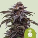 Tropicana Cookies Purple Auto Feminised Seeds-RQS-TCP-AUTO-FEM