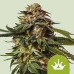 Special Queen 1 Auto Femminizzati Semi-RQS-SPECQ1-AUTO-FEM