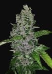 Frozen Afghan Mintz Feminised Seeds-G13L-FRAFMIN-FEM