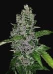Frozen Afghan Mintz Feminisiert Samen-G13L-FRAFMIN-FEM