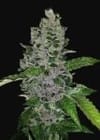 Frozen Afghan Mintz Feminisiert Samen-G13L-FRAFMIN-FEM