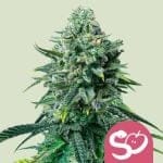 Forbidden Fruit Femminizzati Semi-RQS-FORFR-FEM