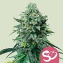 Forbidden Fruit Feminisiert Saatgut-RQS-FORFR-FEM