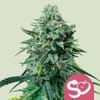 Forbidden Fruit Feminisiert Samen-RQS-FORFR-FEM