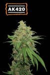 AK420 Auto Feminised Seeds-SEST-AK420-AUTO-FEM