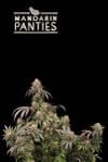 Mandarin Panties Feminised Seeds-SEST-MAPA-FEM