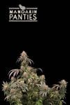 Mandarin Panties Feminised Seeds-SEST-MAPA-FEM