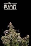 Mandarin Panties Feminised Seeds-SEST-MAPA-FEM