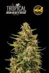 Tropical Zmoothie Auto Feminised Seeds-SEST-TRZM-AUTO-FEM