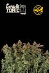 Terp & Tonic Auto Feminised Seeds-SEST-TETO-AUTO-FEM