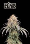 Mandarin Panties Auto Feminised Seeds-SEST-MAPA-AUTO-FEM