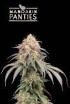 Mandarin Panties Auto Feminised Seeds-SEST-MAPA-AUTO-FEM