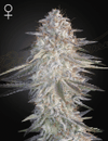 Super Lemon Haze x Pink Candy Feminised Seeds-SH-SLHPC