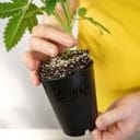 BudCups Transplant Containers - 4 Pack-BUTR-CUP-4