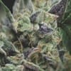Gorila Auto Feminised Seeds-PYR-GOR-AUTO-FEM