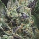 Gorila Auto Feminised Seeds-PYR-GOR-AUTO-FEM