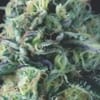 Cookies USA Auto Feminised Seeds-PYR-COOKUSA-AUTO-FEM