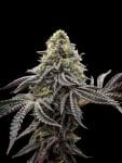 Baby Yoda x Nerds Rope (Jedi Juice) Feminised Seeds-LV8-BYNR-FEM