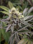 Baby Yoda x Nerds Rope (Jedi Juice) Feminised Seeds-LV8-BYNR-FEM