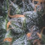 Black Cherry Punch Auto Feminised Seeds-PYR-BCP-AUTO-FEM