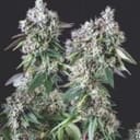 Mendocino Purple Kush Feminised Seeds-PYR-MPK-FEM