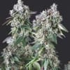 Mendocino Purple Kush Feminised Seeds-PYR-MPK-FEM