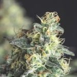 Lemon Larry OG Feminised Seeds-PYR-LLOG-FEM