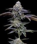 Blue Dream Feminized Seeds-BFS-BLDR-FEM