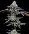 Blue Dream Feminisiert Samen-BFS-BLDR-FEM