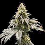 Seedsman GMO Cookies Clone