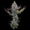 Apollo strain by Brothers Grimm