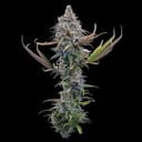 Apollo strain by Brothers Grimm