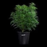 Cinderella 99 strain by Brothers Grimm