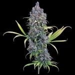 Durban Thai 99 strain by Brothers Grimm