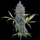 Durban Thai 99 strain by Brothers Grimm