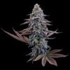 G13 Genius strain by Brothers Grimm