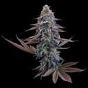 G13 Genius strain by Brothers Grimm