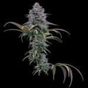 Grimm Glue strain by Brothers Grimm