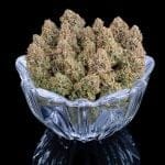 Grimm Glue strain by Brothers Grimm