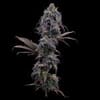 Princess Haze strain by Brothers Grimm
