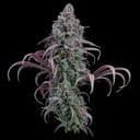Rosetta Stone strain by Brothers Grimm